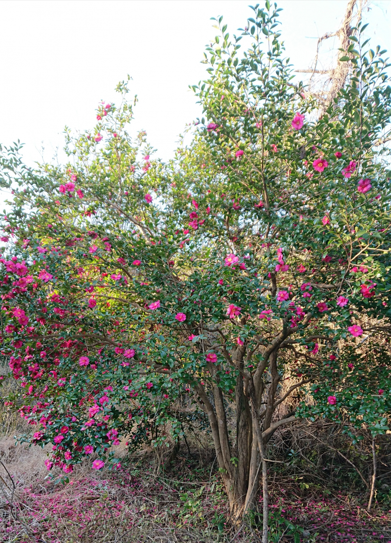 赤山茶花